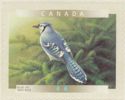 Blue Jay (Cyanocitta cristata)